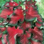 `2x Caladium Red Ruffles -Chicsonabudget