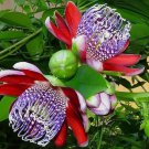 Passiflora Ambigua 10 Seeds Passiflora Ambigua 10 Seeds