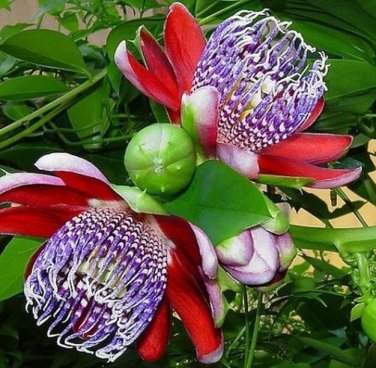 Passiflora Ambigua  10 Seeds