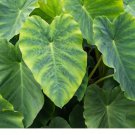 Colocasia Esculenta Elephant Ear 1 Bulb * 7-8 Circumference* XPLOSIONSEEDS Colocasia Esculenta Elephant Ear 1 Bulb * 7-8 Circumference* XPLOSIONSEEDS