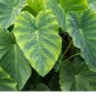 Colocasia Esculenta Elephant Ear 1 Bulb * 7-8 Circumference* XPLOSIONSEEDS