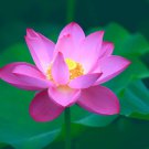 10 Aquatic Hardy Water Lily Bonsai (PINK) Lotus Seeds 10 Aquatic Hardy Water Lily Bonsai (PINK) Lotus Seeds