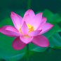 10 Aquatic Hardy Water Lily Bonsai (PINK) Lotus Seeds