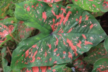 Cheapest Freckles Caladiums Bulbs (2ct)