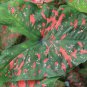 Cheapest Freckles Caladiums Bulbs (2ct)