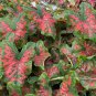 Cheapest Freckles Caladiums Bulbs (2ct)