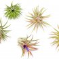 Air Plants Ionantha Mexican  - Bundles of 5