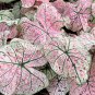 Caladium 'Splash of Wine Bulb Size#2 (You get 2 Bulbs)