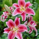 Stargazer Oriental Lily Flower Bulbs - 1 Bulbs Per Pack USA Stargazer Oriental Lily Flower Bulbs - 1 Bulbs Per Pack USA