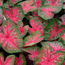 2ct. Caladium Party Punch Bulbs 2ct. Caladium Party Punch Bulbs