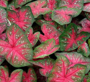 2ct. Caladium Party Punch Bulbs
