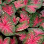 2ct. Caladium Party Punch Bulbs