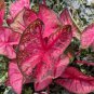 2ct. Caladium Party Punch Bulbs