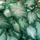 (2ct) Caladium Aaron Bulbs (2ct) Caladium Aaron Bulbs