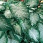 (2ct) Caladium Aaron Bulbs