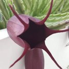 (1 ) Stapeliad Leendertziae Starfish Cactus (Black Bells Plant Purple) (1 ) Stapeliad Leendertziae Starfish Cactus (Black Bells Plant Purple)