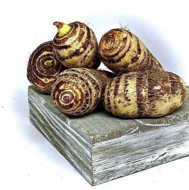 Taro Root Elephant Ear (5) Bulbs