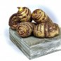 Taro Root Elephant Ear (5) Bulbs