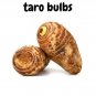 Taro Root Elephant Ear (5) Bulbs