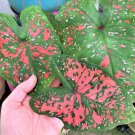 2ct. Caladium Freckles Bulbs 2ct. Caladium Freckles Bulbs