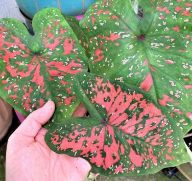 2ct. Caladium Freckles Bulbs