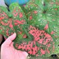 2ct. Caladium Freckles Bulbs