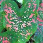 2ct. Caladium Freckles Bulbs