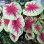 2ct. Caladium LEMON BLUSH Bulbs