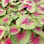 2ct. Caladium LEMON BLUSH Bulbs