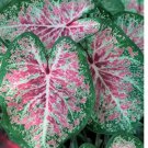 2ct. Caladium Pink Cloud Bulbs 2ct. Caladium Pink Cloud Bulbs