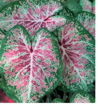 2ct. Caladium Pink Cloud Bulbs
