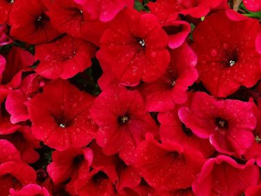 20 - Red Petunia Seeds -