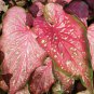 2ct CALADIUM Caribbean Coral Bubls