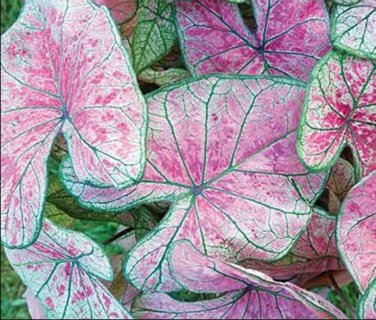(2pc) Caladium Pink Illusion Bulbs