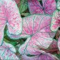 (2pc) Caladium Pink Illusion Bulbs