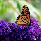 100+ DARK PURPLE BUTTERFLY BUSH Hummingbird Shrub Flower Seeds 100+ DARK PURPLE BUTTERFLY BUSH Hummingbird Shrub Flower Seeds