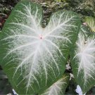 2 -Caladium Grey Ghost Bulbs 2 -Caladium Grey Ghost Bulbs