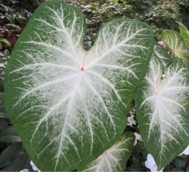 2 -Caladium Grey Ghost Bulbs