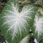 2 -Caladium Grey Ghost Bulbs