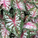 2ct. Caladium Tapestry Bulbs- Chicsonabudget 2ct. Caladium Tapestry Bulbs- Chicsonabudget