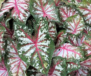 2ct. Caladium Tapestry Bulbs- Chicsonabudget