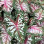 2ct. Caladium Tapestry Bulbs- Chicsonabudget