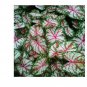 2ct. Caladium Tapestry Bulbs- Chicsonabudget