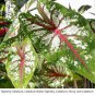 2ct. Caladium Tapestry Bulbs- Chicsonabudget