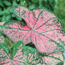 2 Florida Roselight Caladium Tropical Bulbs 2 Florida Roselight Caladium Tropical Bulbs