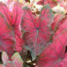 (2ct) Caladium Festivia Bulbs -Chicsonabudget (2ct) Caladium Festivia Bulbs -Chicsonabudget