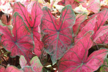 (2ct) Caladium Festivia Bulbs -Chicsonabudget