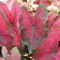 (2ct) Caladium Festivia Bulbs -Chicsonabudget