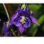 (25ct) McKana Giant Purple Columbine Seeds