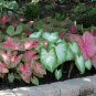 Caladiums Random Mix Size #1 (3 Bulbs LARGE!!!)